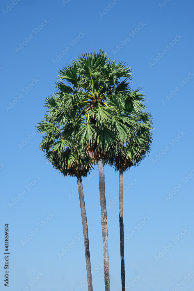 Obraz premium sugar palm or flabellifer high level blue sky background. green plant tropical fruit tree in thailand.