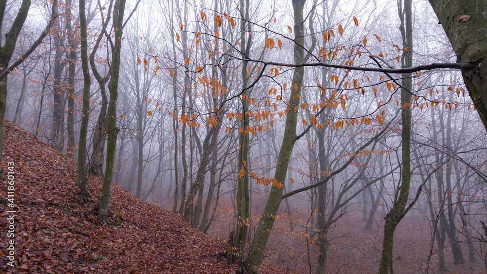mystical landscape in the wood during cold season. red beech leaves on tree branches in the dense fog of the forest