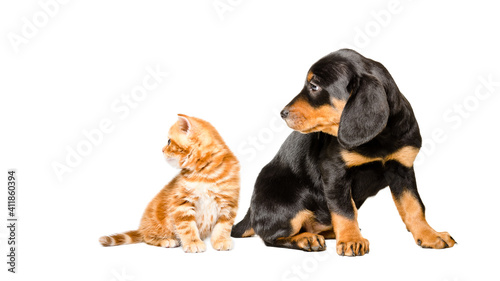 Cute kitten scottish straight and slovakian hound puppy sitting together, looking to the side, isolated on white background