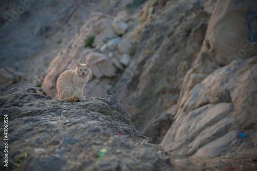 a cat sitting on rock of a mountain