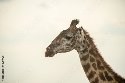 close up of giraffe in the wild © Nature_Japan_NM