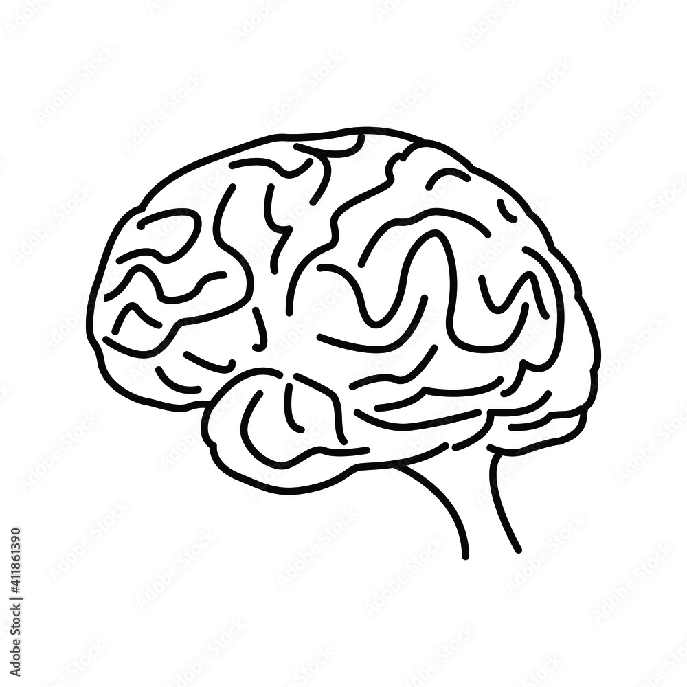 human brain vector, Human brain