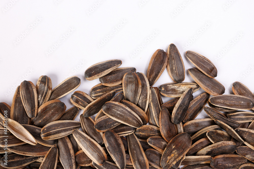 Sunflower seed horizontal line frame border copy text space on white background Sunflower seed horizontal line frame border copy text space on white background