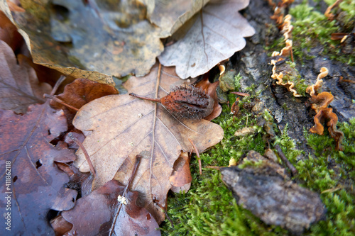 Selective focus shot of chestnut in a dry shell on dried autumn leaves