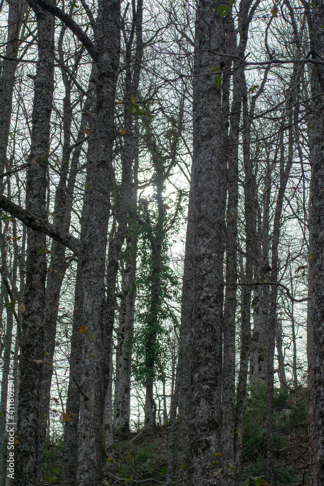 Obraz premium Akfadou forest in Bejaia, Algeria, a Forest of oak and beech