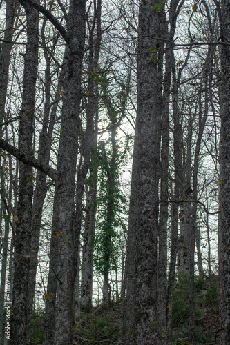 Akfadou forest in Bejaia, Algeria, a Forest of oak and beech