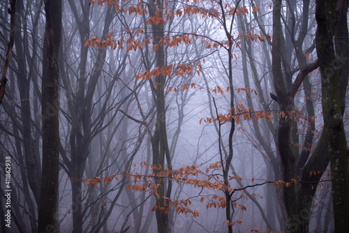 mystical landscape in the wood during cold season. red beech leaves on tree branches in the dense fog of the forest © badescu
