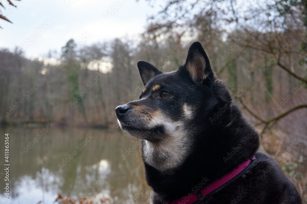 Closeup shot of black Shiba Inu with harness sitting on a bench in front of the lake