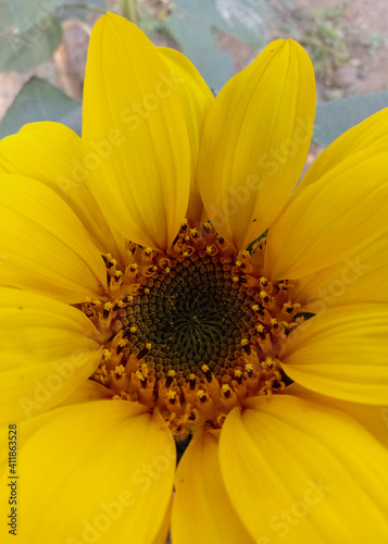 Close up Beautiful sunflower blossom very beautifully in garden with blury background of leafs and flowers.