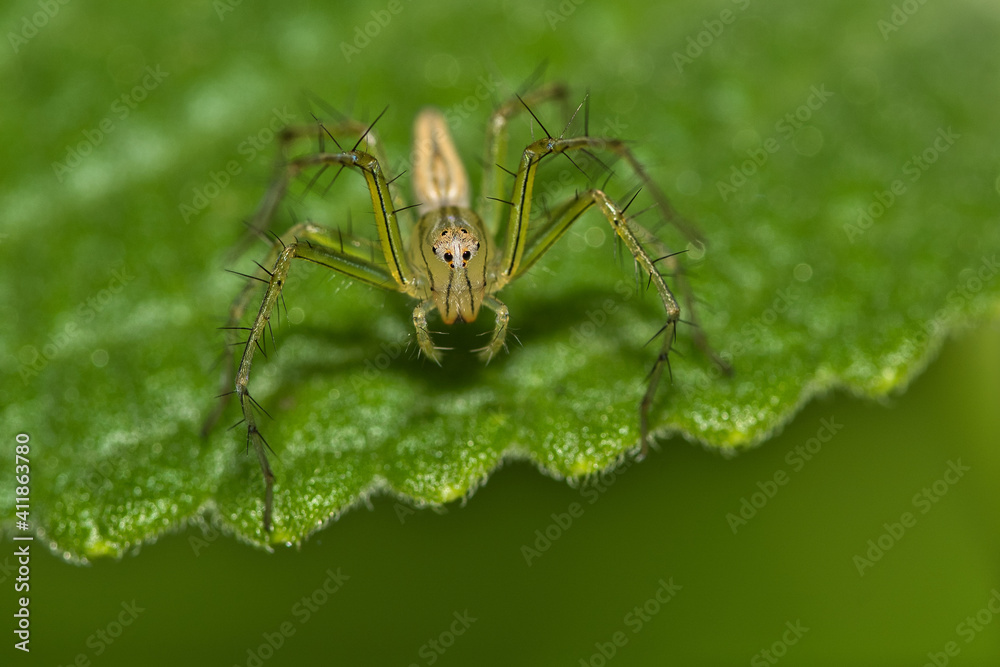 The Lynx spider The Lynx spider