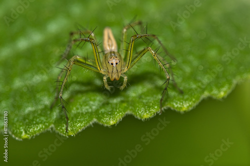 The Lynx spider 