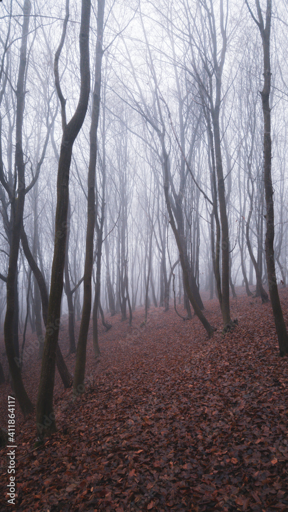 Obraz premium mystical landscape in the beech forest with few leaves shrouded in dense fog in the cold season