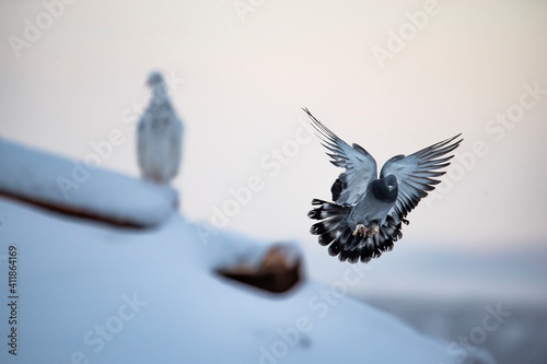 Tableau sur toile A white and a grey spotted domestic pigeons on a snowy roof