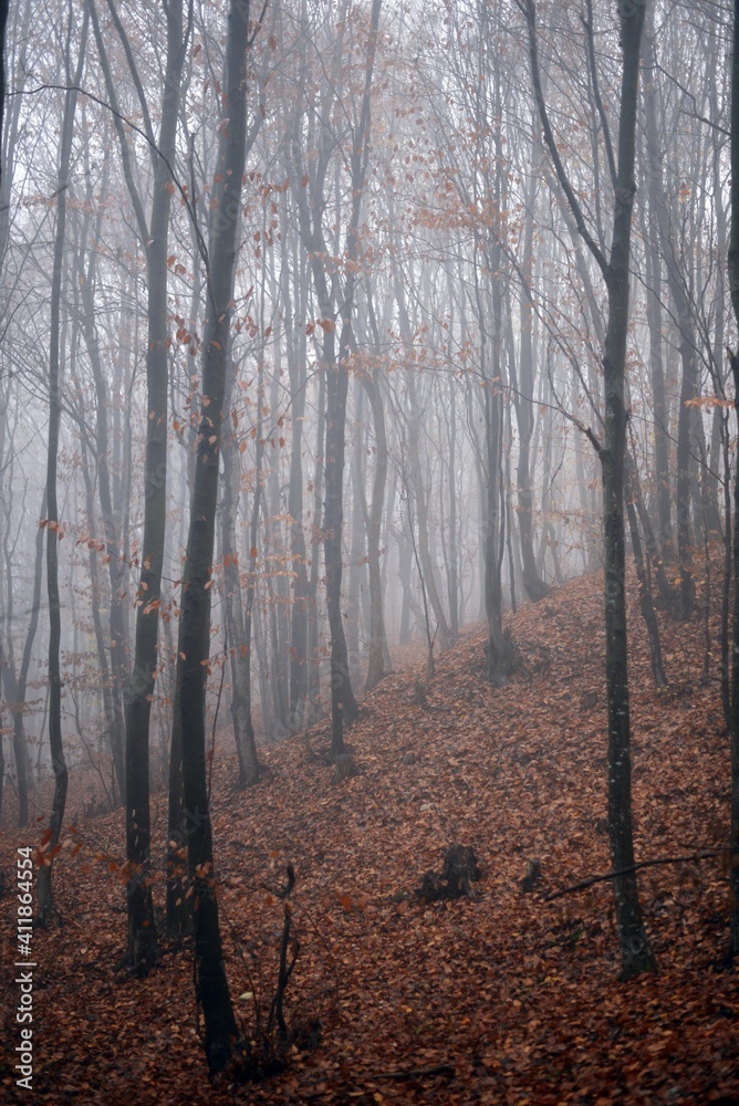 mystical landscape in the beech forest with few leaves shrouded in dense fog in the cold season mystical landscape in the beech forest with few leaves shrouded in dense fog in the cold season