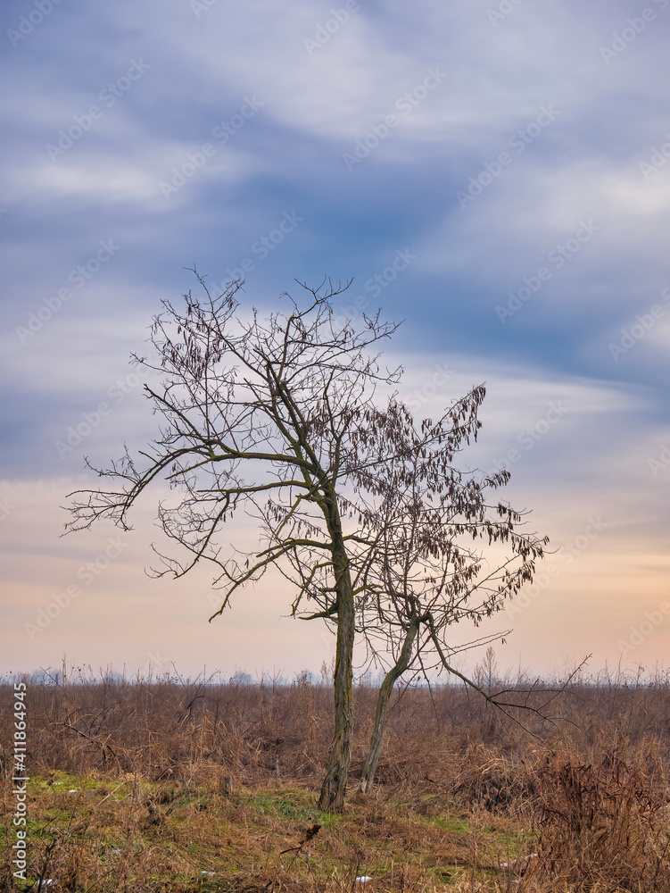 Lonely leafless bare tree on the field at sunset or sunrise Lonely leafless bare tree on the field at sunset or sunrise