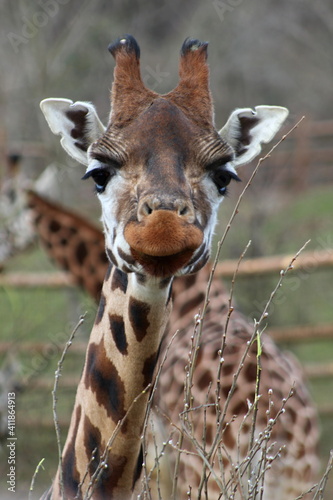 Sticker giraffe is posing for a portrait in the prague zoo