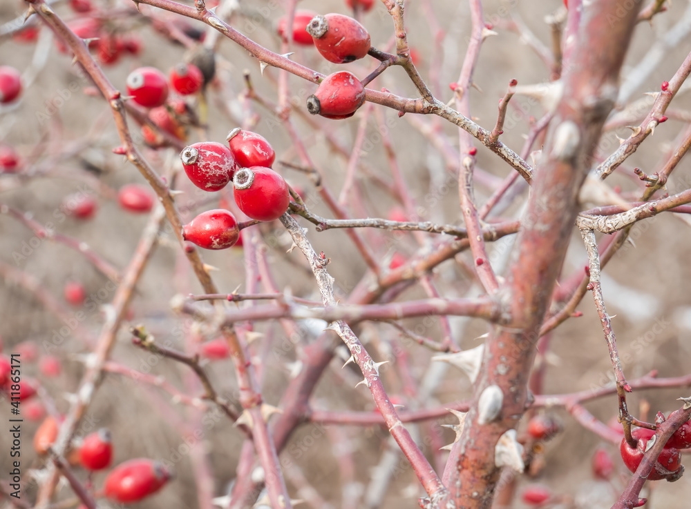 Red rose hips berries on a branch with thorns in the bush or shrub Red rose hips berries on a branch with thorns in the bush or shrub