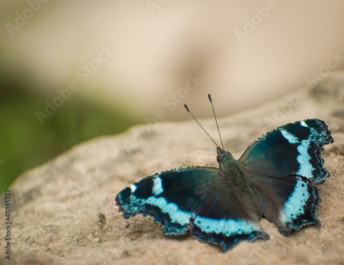 butterfly on a rock photo