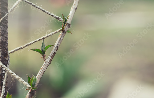 green leaf sprouts on a branch in spring