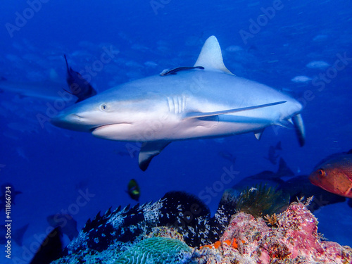 Grey Shark en Islas Fiji © Hype