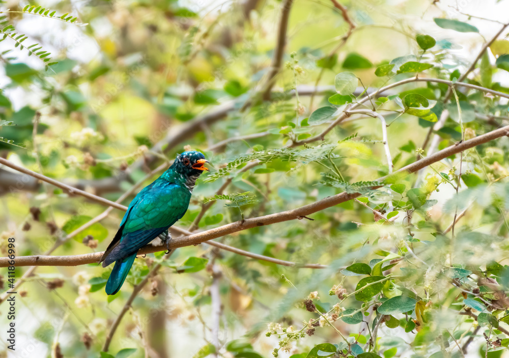 Male Asian emerald cuckoo perching on tree branch , Thailand