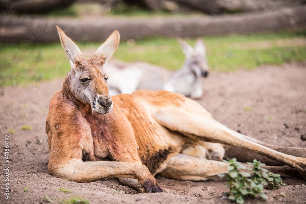 Fototapeta premium canguro rojo sentado en el suelo, en australia