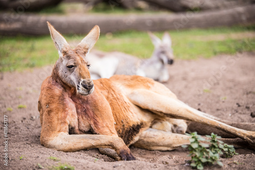 canguro rojo sentado en el suelo, en australia photo