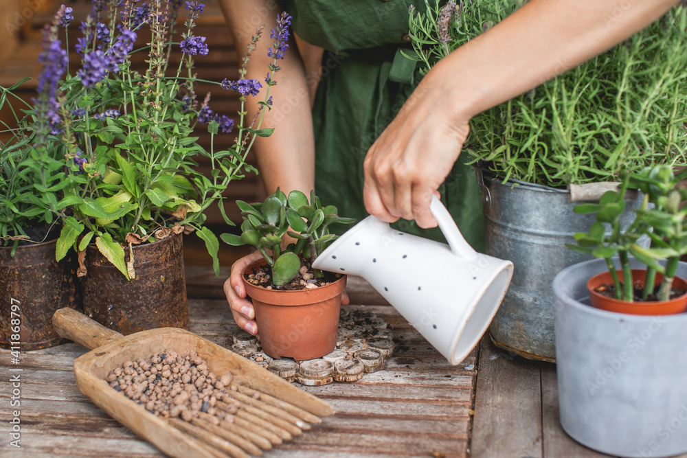 Woman gardeners watering jade plant in plastic pots on wooden table. Concept of home garden. Spring time. Taking care of home plants Woman gardeners watering jade plant in plastic pots on wooden table. Concept of home garden. Spring time. Taking care of home plants