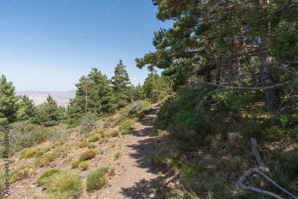 dirt road between a pine forest in Sierra Nevada dirt road between a pine forest in Sierra Nevada