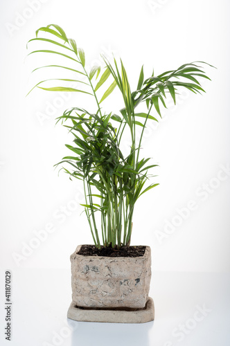 Pot Hamedorea on a white background. Home palm tree in a flowerpot. Vertical frame. Front view. Isolate.