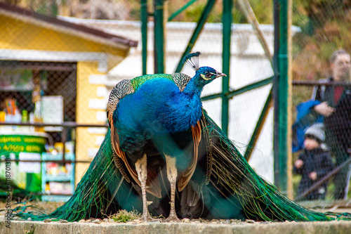 peacock in the zoo