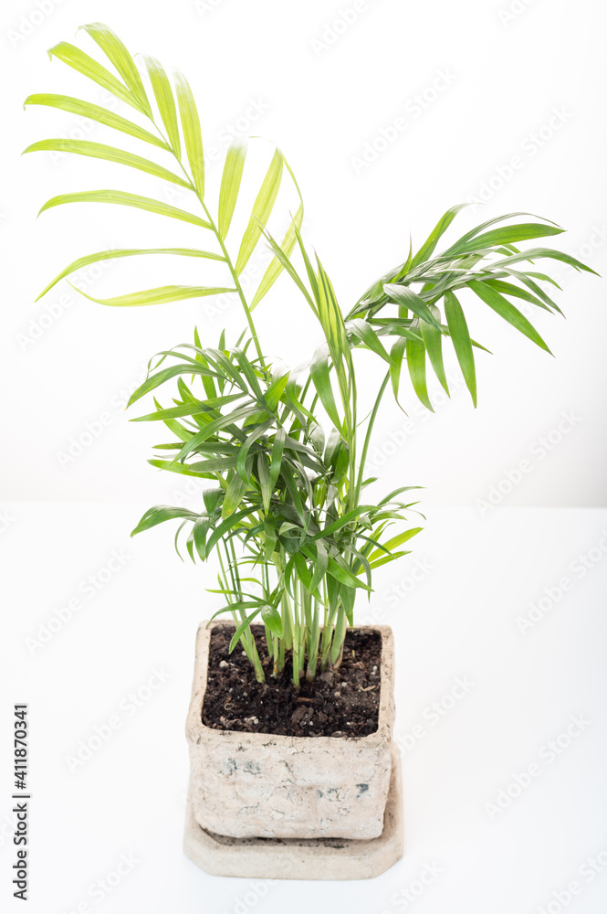 A variety of palm tree. Home flowerpot with a palm tree. Top view at an angle. A variety of palm tree. Home flowerpot with a palm tree. Top view at an angle.