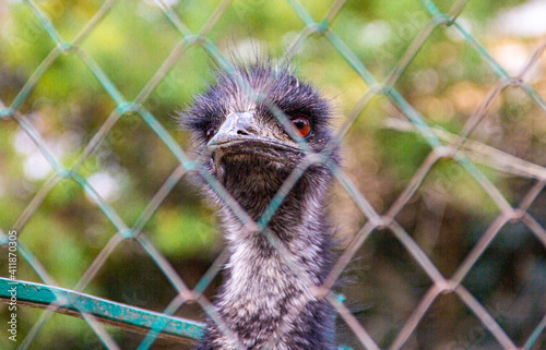 close up of a ostrich
