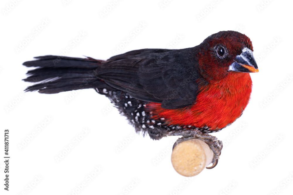 Fototapeta premium Western bluebill aka Spermophaga haematina bird, sitting on wooden branch. Isolated on white background.