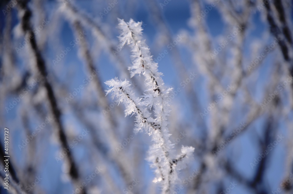 Detailed Crystal frost on the branches Winter landscape. White hoarfrost covered branches of tree on a background of blue sky.  