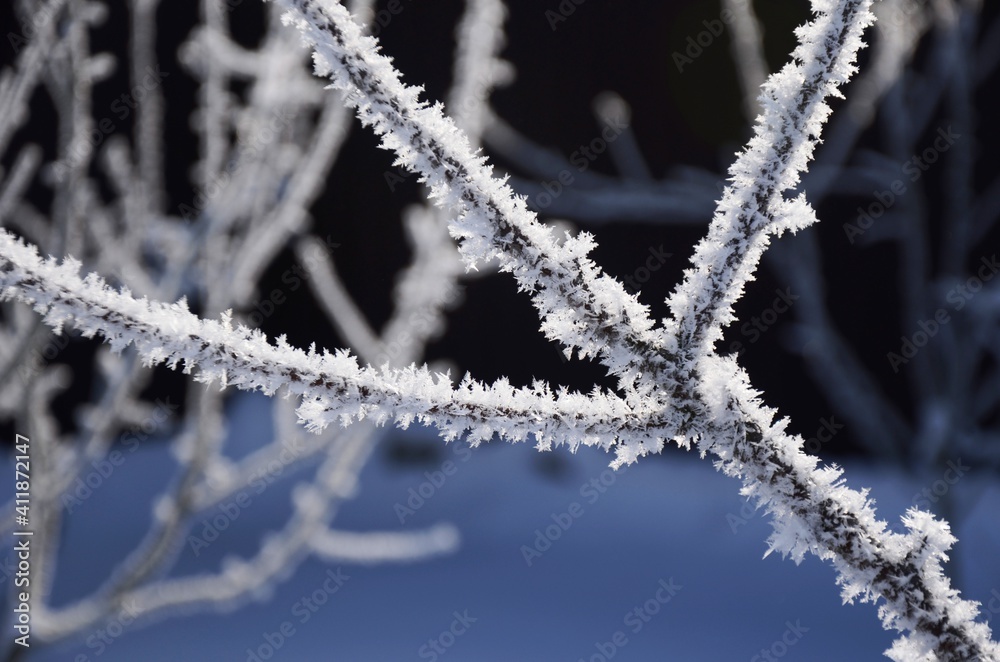 Crystal frost on the branches Winter landscape. White hoarfrost covered branches of tree Crystal frost on the branches Winter landscape. White hoarfrost covered branches of tree