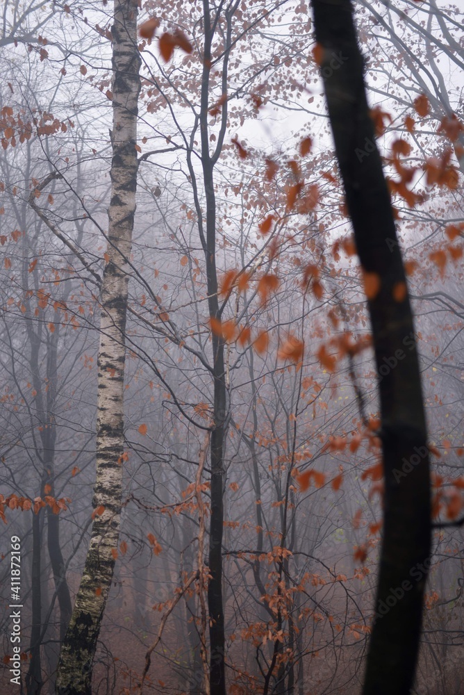 Fototapeta premium dream forest shrouded in thick fog. colored beech leaves in the autumn season