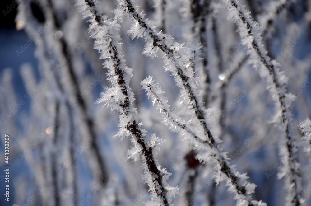 Crystal frost on the branches Winter landscape. White hoarfrost covered branches of tree Crystal frost on the branches Winter landscape. White hoarfrost covered branches of tree