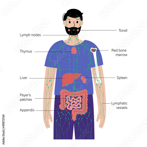 Lymphatic system in human body
