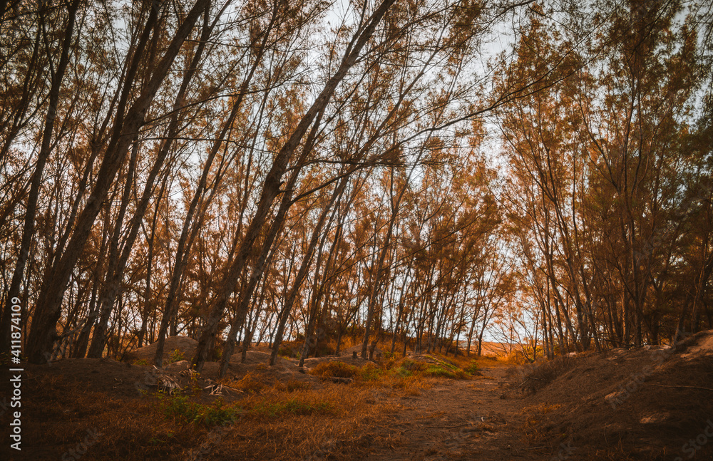 hermoso bosque con hojas amarillas en otoño