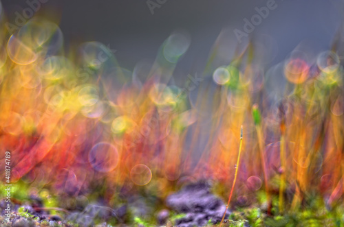 Amazing colorfull moss macro