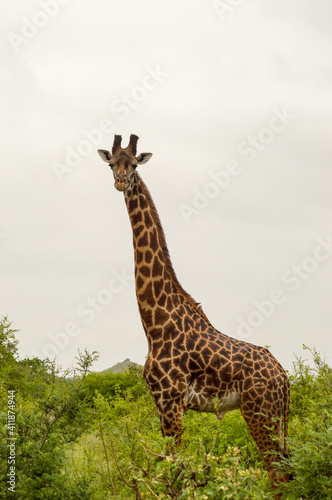 Giraffe isolated in Tsavo © Demande Philippe