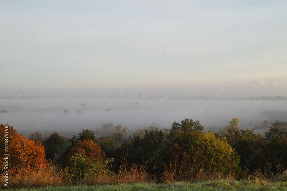 Fototapeta premium Nebel Wald Morgen Herbst