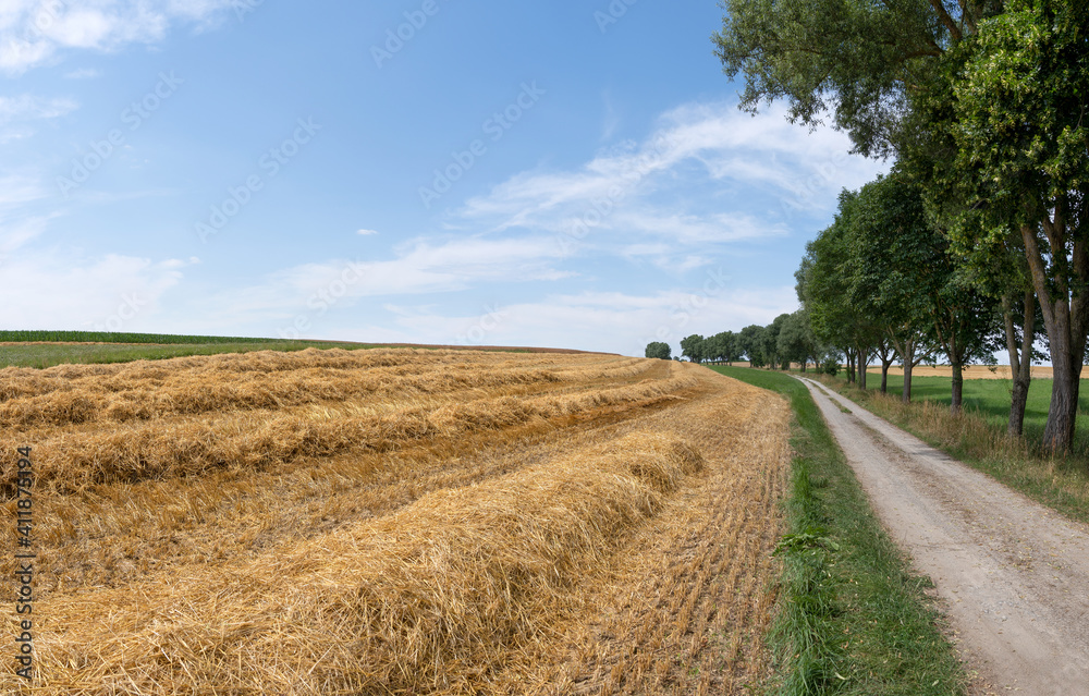 Fototapeta premium Kleines geerntetes Feld mit Strohreihen neben einem idyllischen Feldweg mit einer Baumreihe