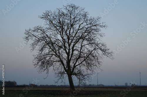 Wallpaper Mural Baum kahl Winter Herbst Nussbaum Torontodigital.ca