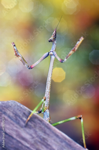 Heterochaeta sp. mantis with his characteristic beyond  photo