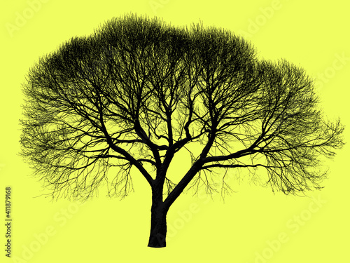 Lemon color background with a leafless tree silhouette. Lemon color hex code is  effd5f. © Dani