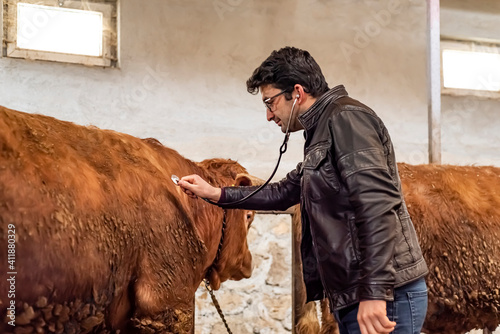 A veterinarian examines cows and bulls with a stethoscope inside a modern barn. Modern and smart livestock