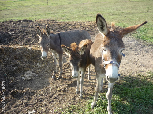 Donkeys Standing On Field Fototapet