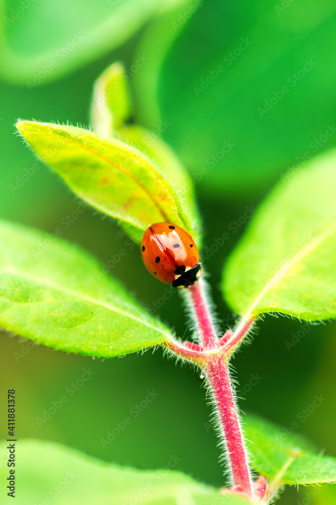 Ladybug on green leaf Ladybug on green leaf